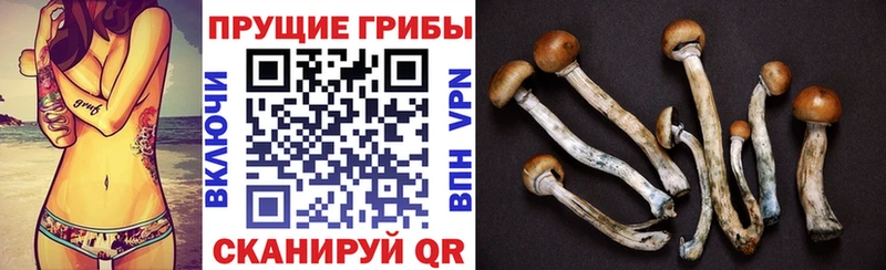 Псилоцибиновые грибы Psilocybe  Купить  Агрыз 